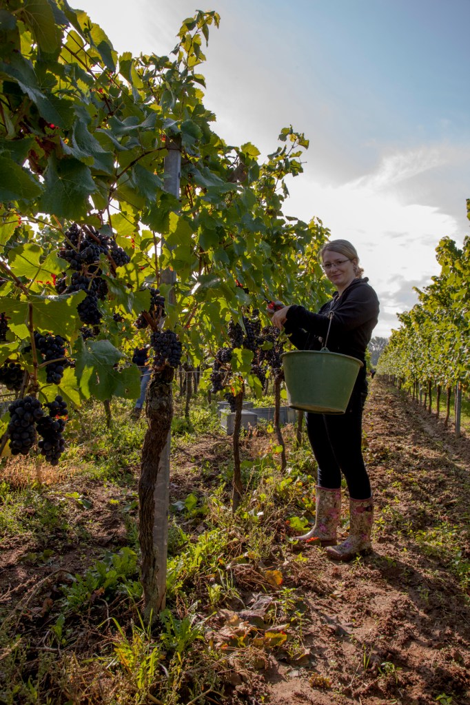 Grape picking