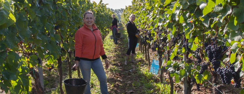 Grape picking
