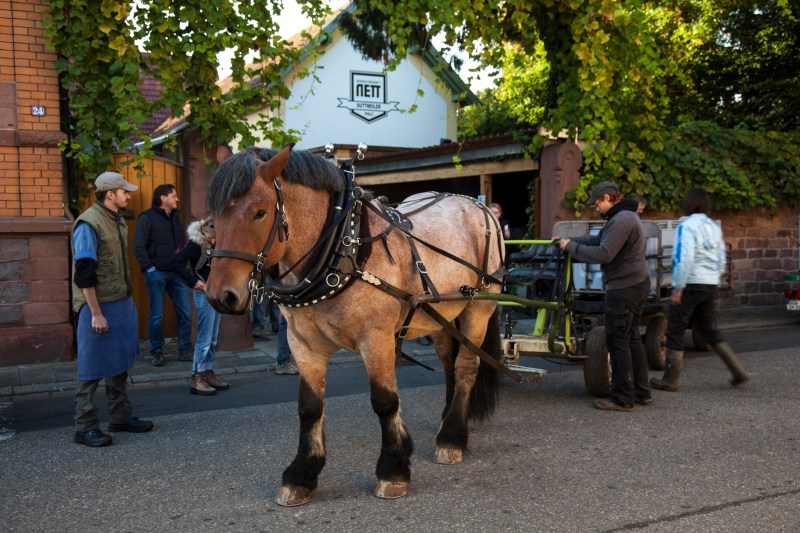 Herr Müller getting ready