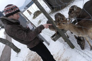 Feeding deer in Menzenschwand