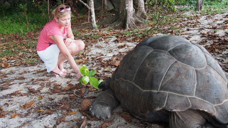 Feeding the tortoise