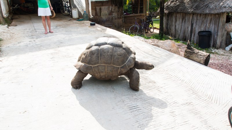 Tortoise blocking the road
