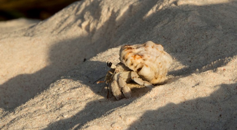 Hermit crab