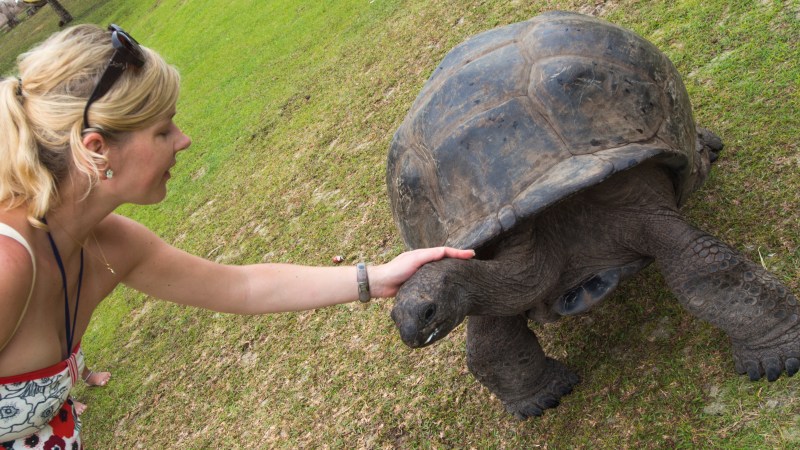 padding tortoise on Curieuse Island