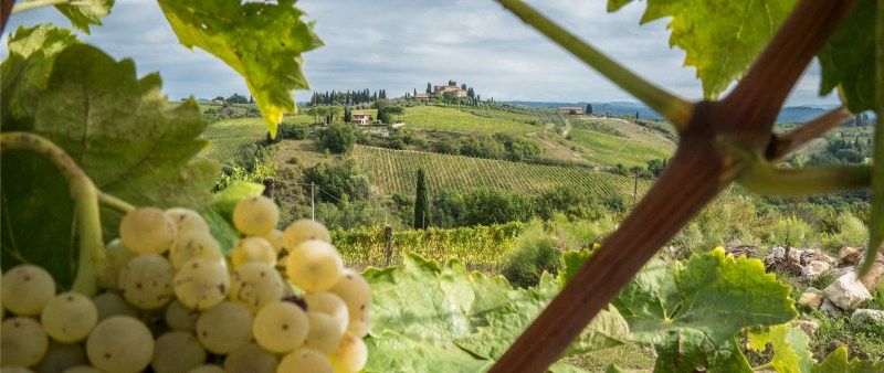 Grape vines San Gimignano